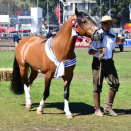 Expo Prado 2019 - Día 11 (146)