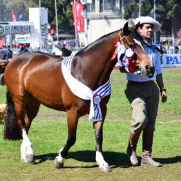 Expo Prado 2019 - Día 11 (147)