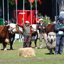 Expo Prado 2019 - Día 11 (84)