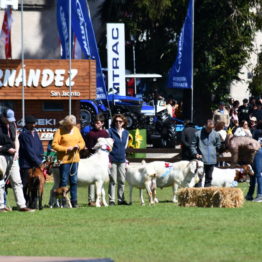 Expo Prado 2019 - Día 11 (86)