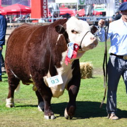 Expo Prado 2019 - Día 11 (90)