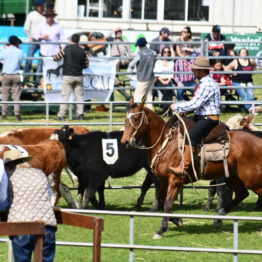 Expo Prado 2019 - Día 12 (12)