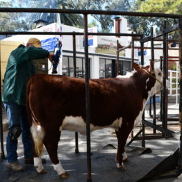 Expo Prado 2019 - Día 2 (39)