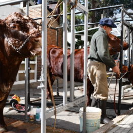 Expo Prado 2019 - Día 2 (40)