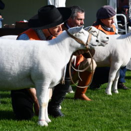 Expo Prado 2019 - Día 3 (1)