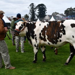 Expo Prado 2019 - Día 3 (131)