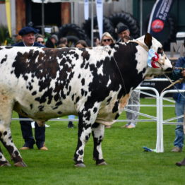 Expo Prado 2019 - Día 3 (142)