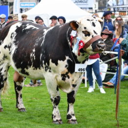 Expo Prado 2019 - Día 3 (143)