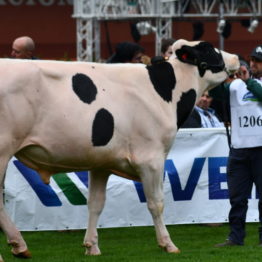 Expo Prado 2019 - Día 3 (152)