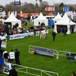 Expo Prado 2019 - Día 3 (157)