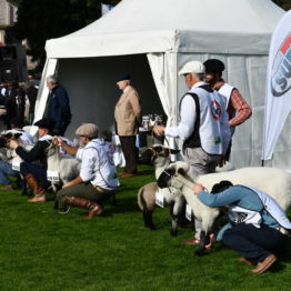 Expo Prado 2019 - Día 3 (16)