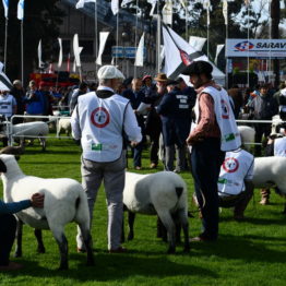 Expo Prado 2019 - Día 3 (18)