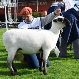 Expo Prado 2019 - Día 3 (32)