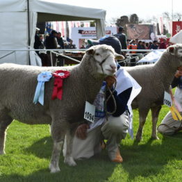 Expo Prado 2019 - Día 3 (35)