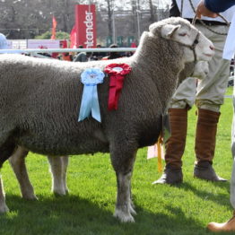 Expo Prado 2019 - Día 3 (36)