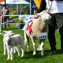 Expo Prado 2019 - Día 3 (38)