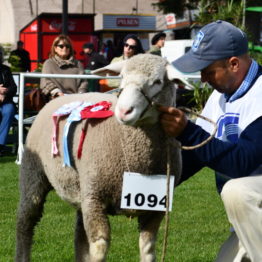 Expo Prado 2019 - Día 3 (39)