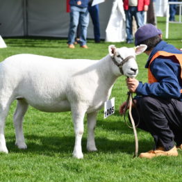 Expo Prado 2019 - Día 3 (47)