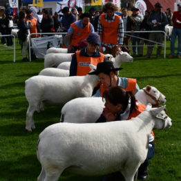 Expo Prado 2019 - Día 3 (58)