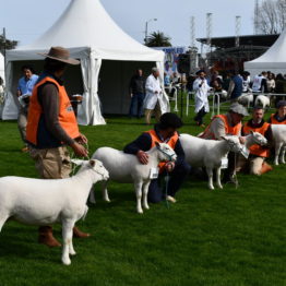 Expo Prado 2019 - Día 3 (59)