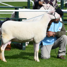 Expo Prado 2019 - Día 3 (62)