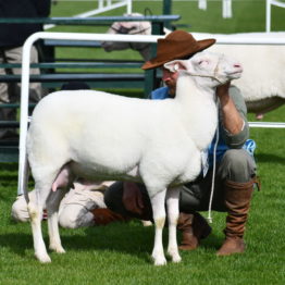 Expo Prado 2019 - Día 3 (65)