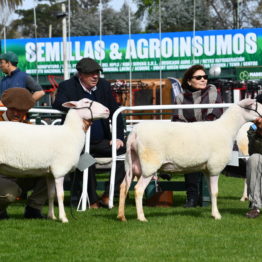 Expo Prado 2019 - Día 3 (70)