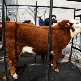 Expo Prado 2019 - Día 3 (80)