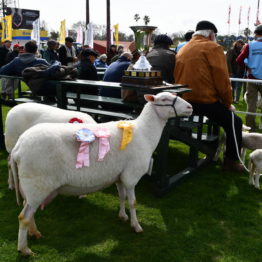 Expo Prado 2019 - Día 3 (90)