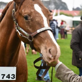 Expo Prado 2019 - Día 4 (100)