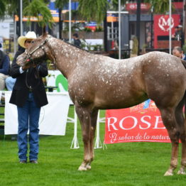 Expo Prado 2019 - Día 4 (105)