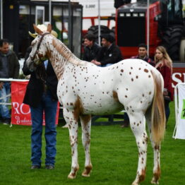 Expo Prado 2019 - Día 4 (119)