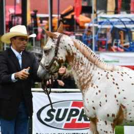 Expo Prado 2019 - Día 4 (120)