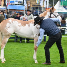 Expo Prado 2019 - Día 4 (124)