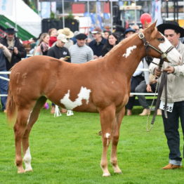 Expo Prado 2019 - Día 4 (126)