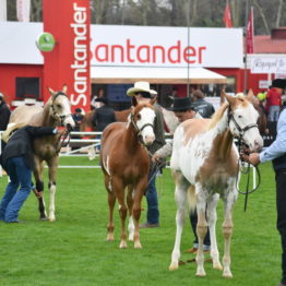 Expo Prado 2019 - Día 4 (129)