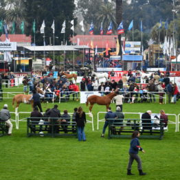 Expo Prado 2019 - Día 4 (152)