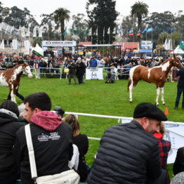 Expo Prado 2019 - Día 4 (166)