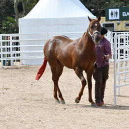 Expo Prado 2019 - Día 4 (32)