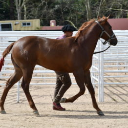 Expo Prado 2019 - Día 4 (33)