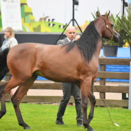 Expo Prado 2019 - Día 4 (91)