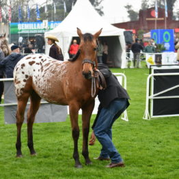 Expo Prado 2019 - Día 4 (99)