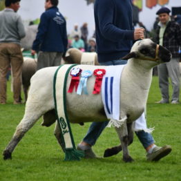 Expo Prado 2019 - Día 5 (105)