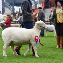 Expo Prado 2019 - Día 5 (108)