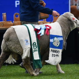 Expo Prado 2019 - Día 5 (112)