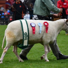 Expo Prado 2019 - Día 5 (122)