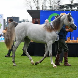 Expo Prado 2019 - Día 5 (124)