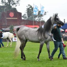 Expo Prado 2019 - Día 5 (125)