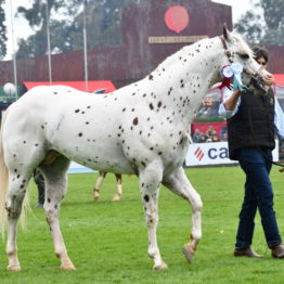 Expo Prado 2019 - Día 5 (127)