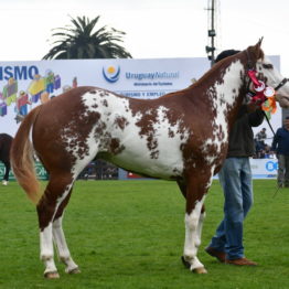 Expo Prado 2019 - Día 5 (130)